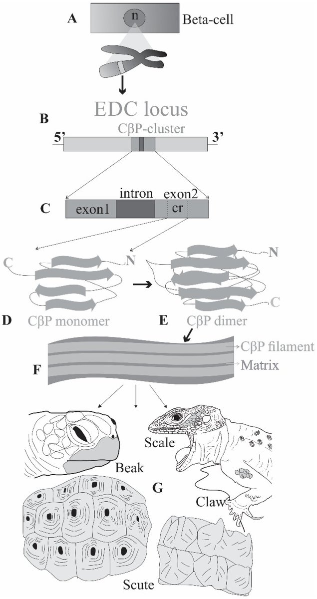 JDBMDPI's tweet image. 📢A noteworthy study!

🖋️ “The Story of the Finest Armor: Developmental Aspects of Reptile Skin” by Melodi Yenmiş &amp;amp; Dinçer Ayaz

🔗brnw.ch/21wXRWy
#MDPI #DevBio #reptile #skin #evolution