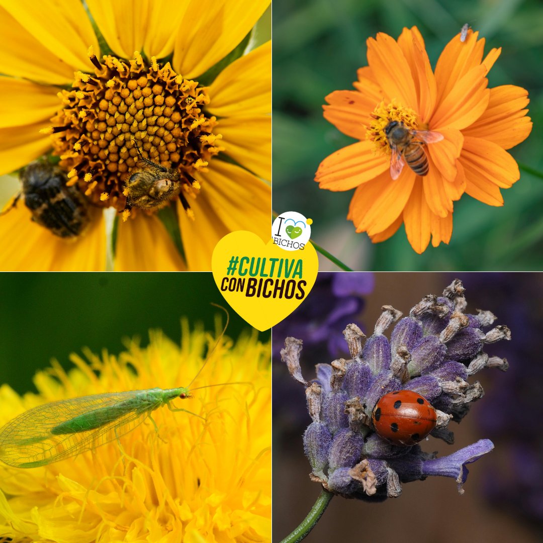 Las plantas refugio son una herramienta clave en el control biológico 🌾✨
👉 Los ácaros fitoseidos y muchas chinches depredadoras tienen hábitos alimenticios mixtos, lo que significa que pueden alimentarse tanto de presas como de polen o néctar.
