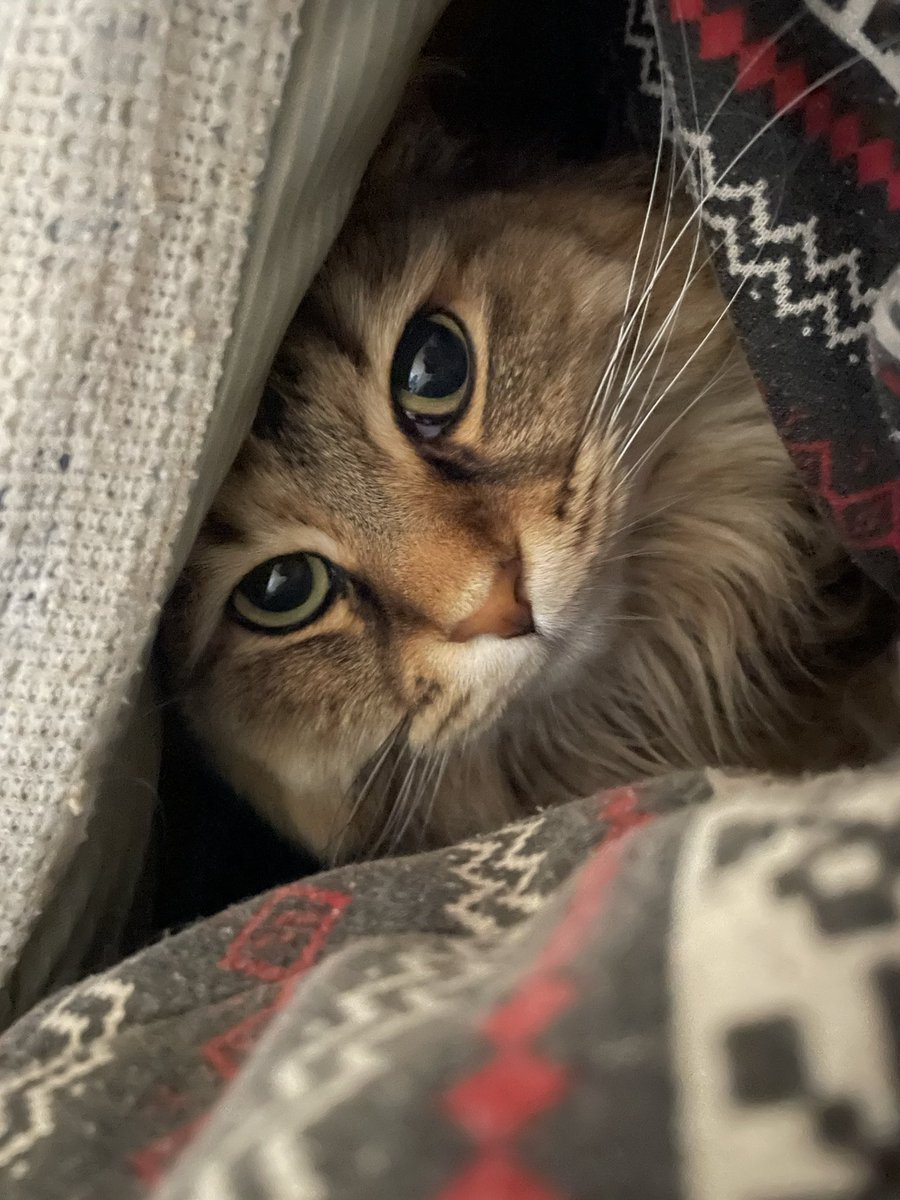 ちょすてぃー tweet media