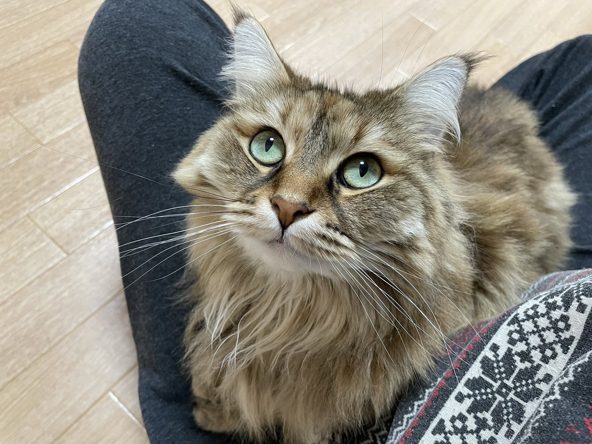 ちょすてぃー tweet media