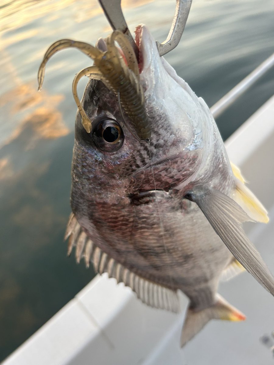ボートでも良い感じに釣れてますね！ 絶好調の多摩川です！