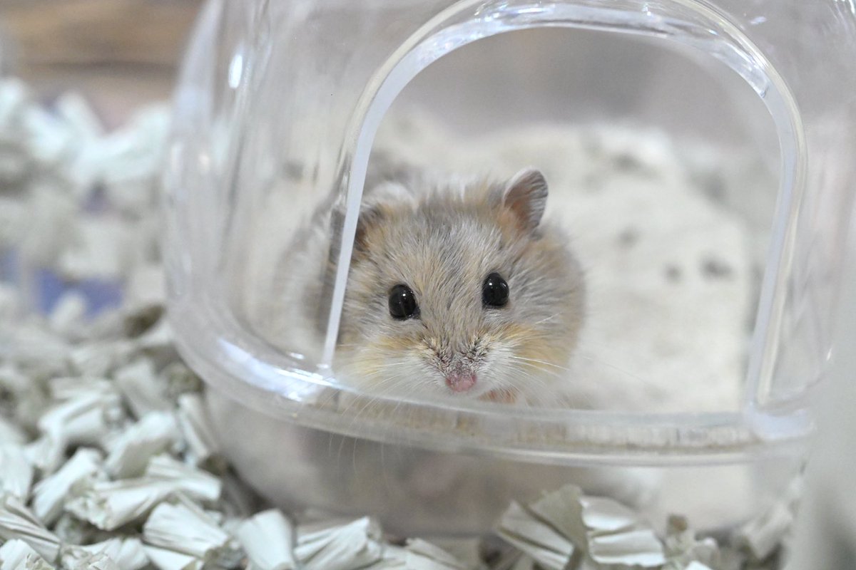好き嫌いなく、スプラウトもぺろりと食べてくれた🤭
これから大好物とか性格とかどんどん知っていきたい〜！！
#キャンベルハムスター　#ハムスター
#ののちゃん　#るのくん