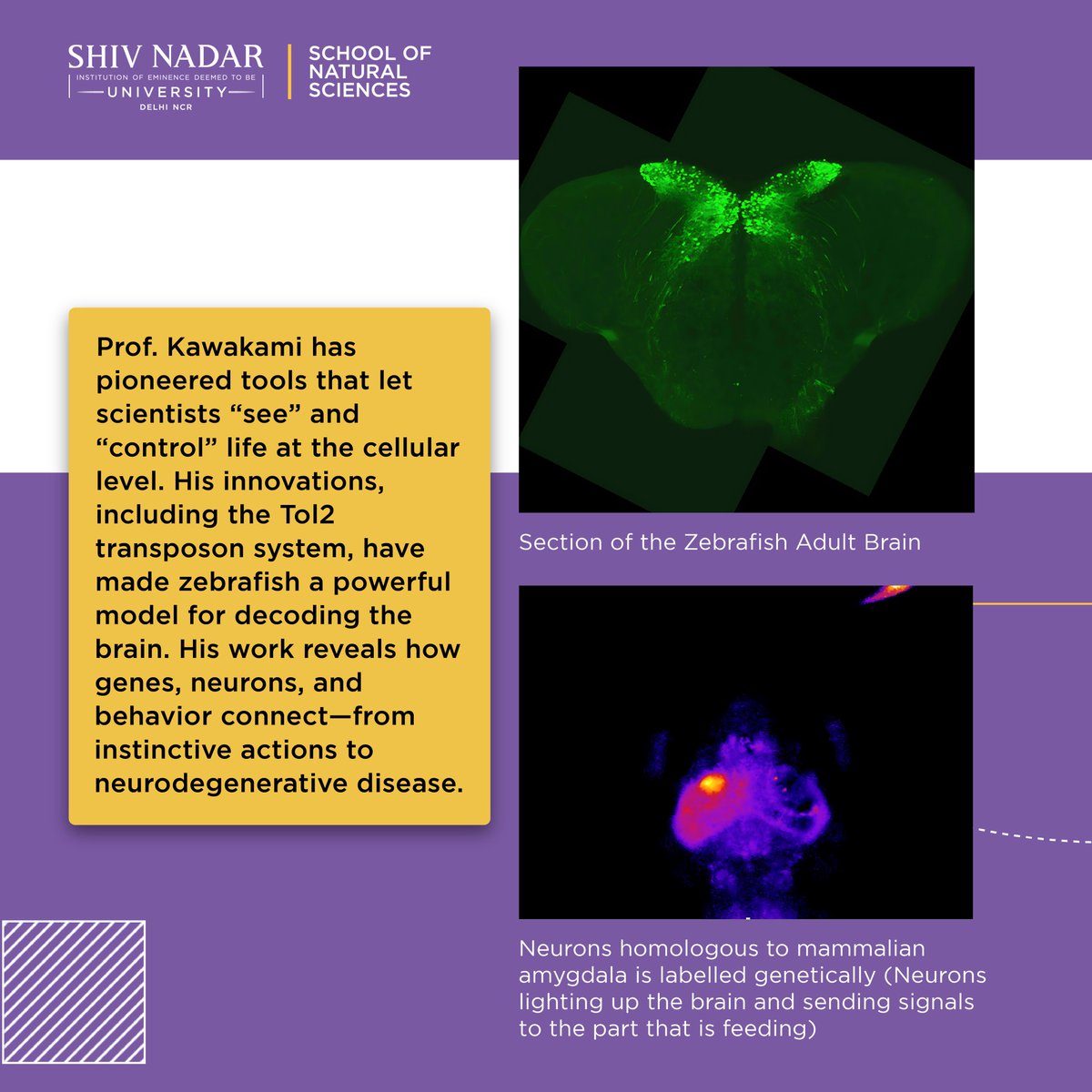 SNU_NatScience's tweet photo. #ResearchSpotlight
A pioneer in genetic tools and brain research, @koichi_kawakami, Distinguished Visiting Professor at Shiv Nadar University — is advancing global #neuroscience through zebrafish research🧠🐟
Read on our blog-
https://t.co/gn8glwHbei
#BehavioralNeuroscience #Tol2 https://t.co/vr2bqn1Alm