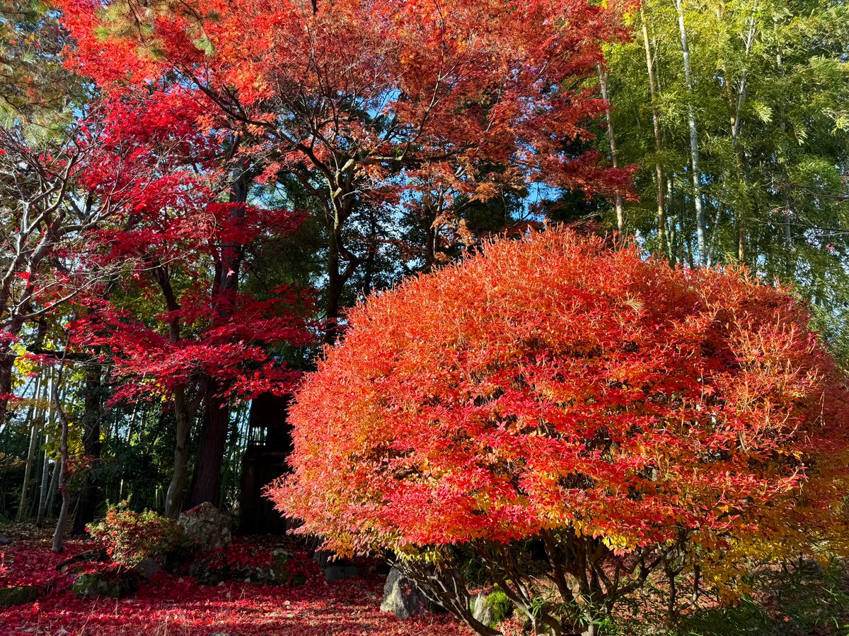 紅葉☆即購入OK様☆専用☆ 本当に見事な紅葉の数々🍂✨ まいにち息を ”ッ……っ” と呑んでおります🥹