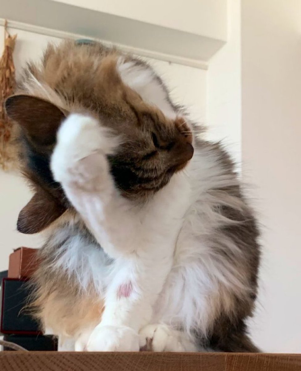 頭を抱えるココ姫🐈