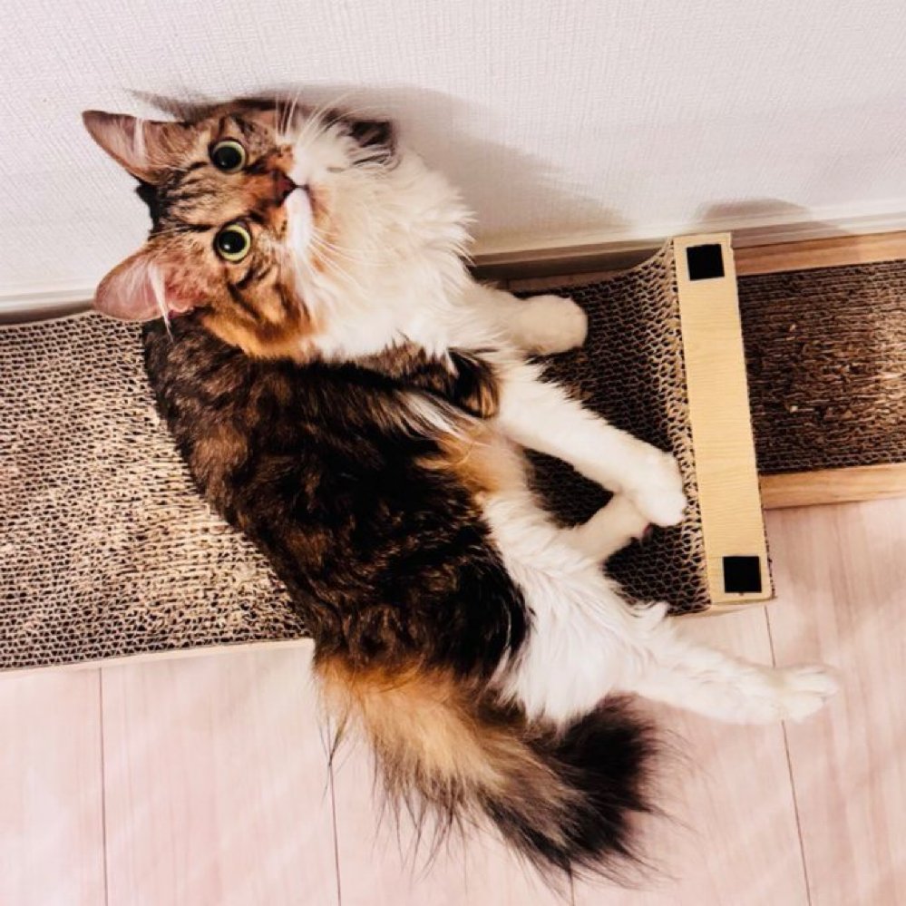 見上げる眼差し👀