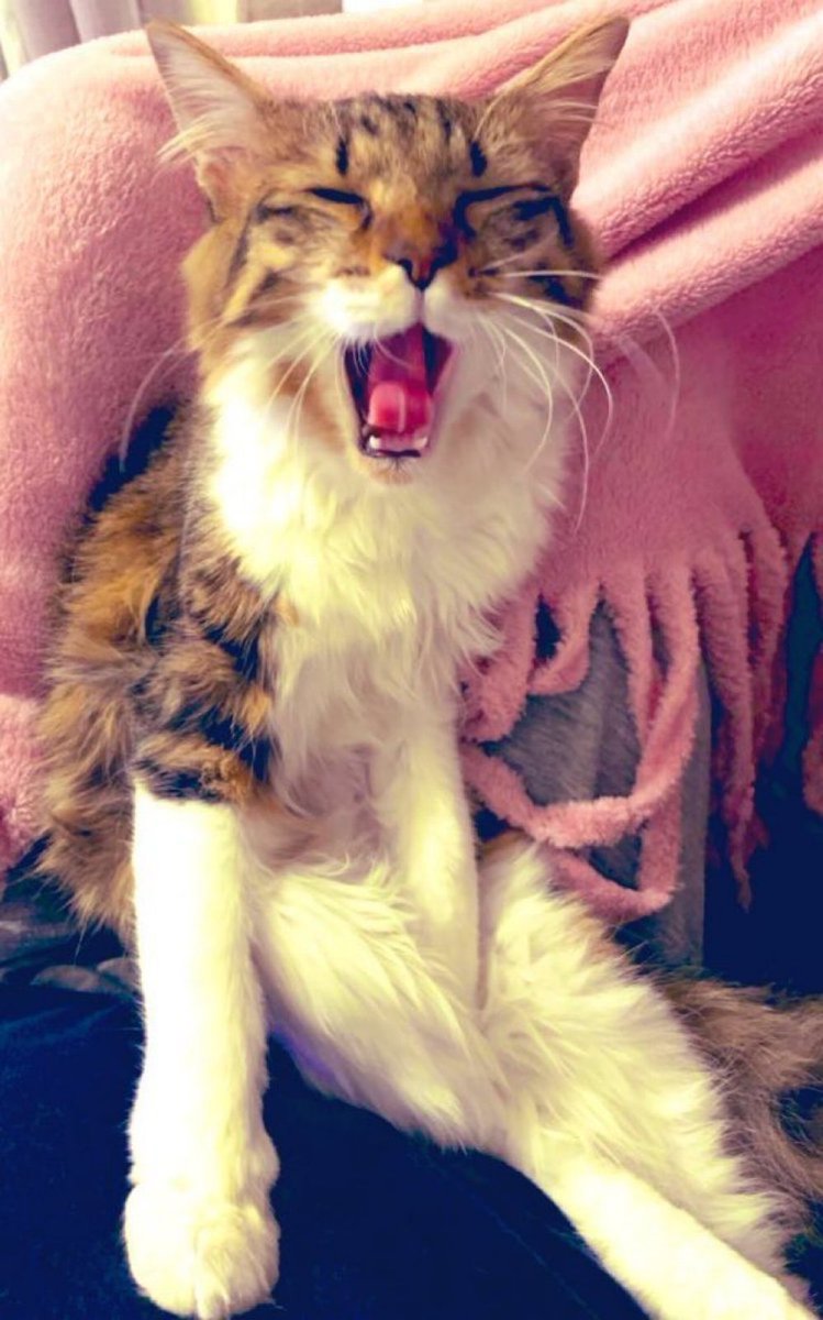 夜更かしして寝不足なのだー🐈