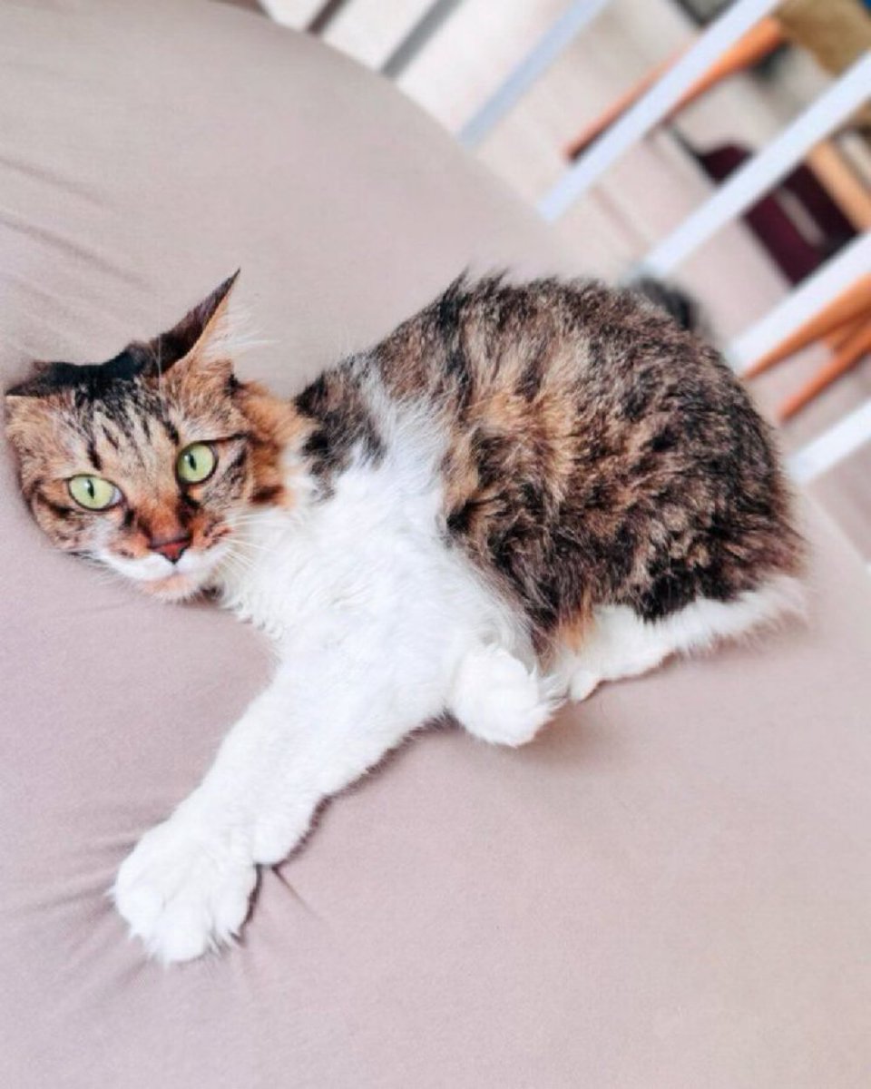 ほい、猫の手🐾