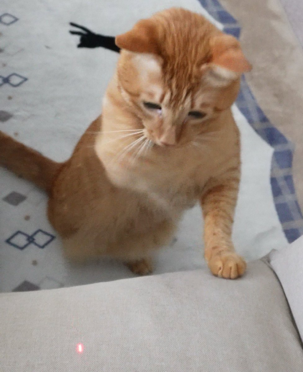 にゃんちゅー (@Nyanchu_1011) / Posts / X