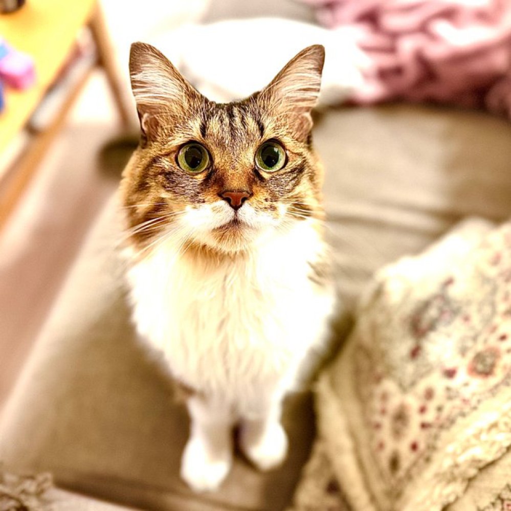 ちゅーるちょーだあーい✨