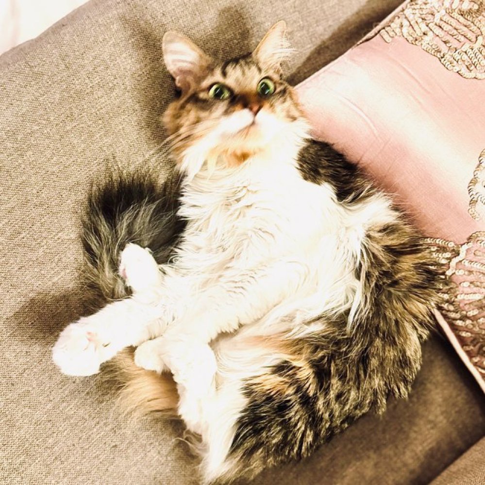 猫ココ カード検索 ｜ Z/X - Zillions of enemy X - ゼクス公式サイト