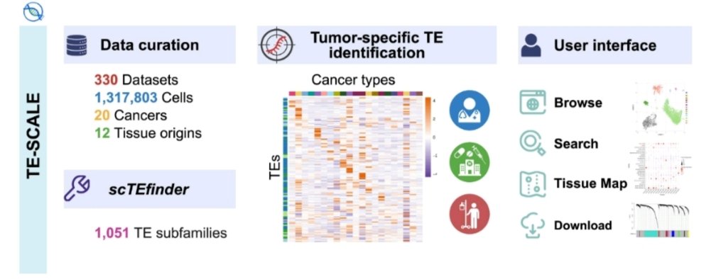 ascanet's tweet image. Xini Meng ... Lan Jiang developed TE-SCALE, a single-cell database for integrative analysis and visualization of transposable elements (TE) expression across human cancers➡️
academic.oup.com/nar/advance-ar…

#SingleCell #SpatialBiology