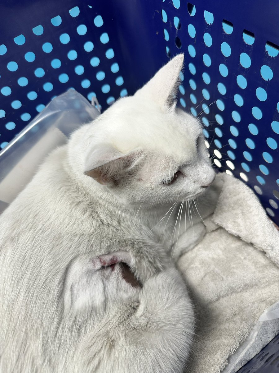 SmileAlone_'s tweet image. ขอความอนุเคราะห์จากผู้ใหญ่ใจดีค่ะ น้องตะโก้ถูกรถชน ทำให้ท่อฉี่ขาดไม่สามารถฉี่เองได้ และกระดูกเชิงกรานเคลื่อนใช้ขาหลังทั้งสองข้างไม่ได้ค่ะ ค่ารักษาหมอประเมินอยู่ที่ 50,000 บาท ค่ะ 
เลขบช. 879-7-063297 
ธนาคาร กรุงเทพ
ชื่อ บช. พัชริดา ออมแก้ว 
 #แมวจร #แมวหาบ้าน