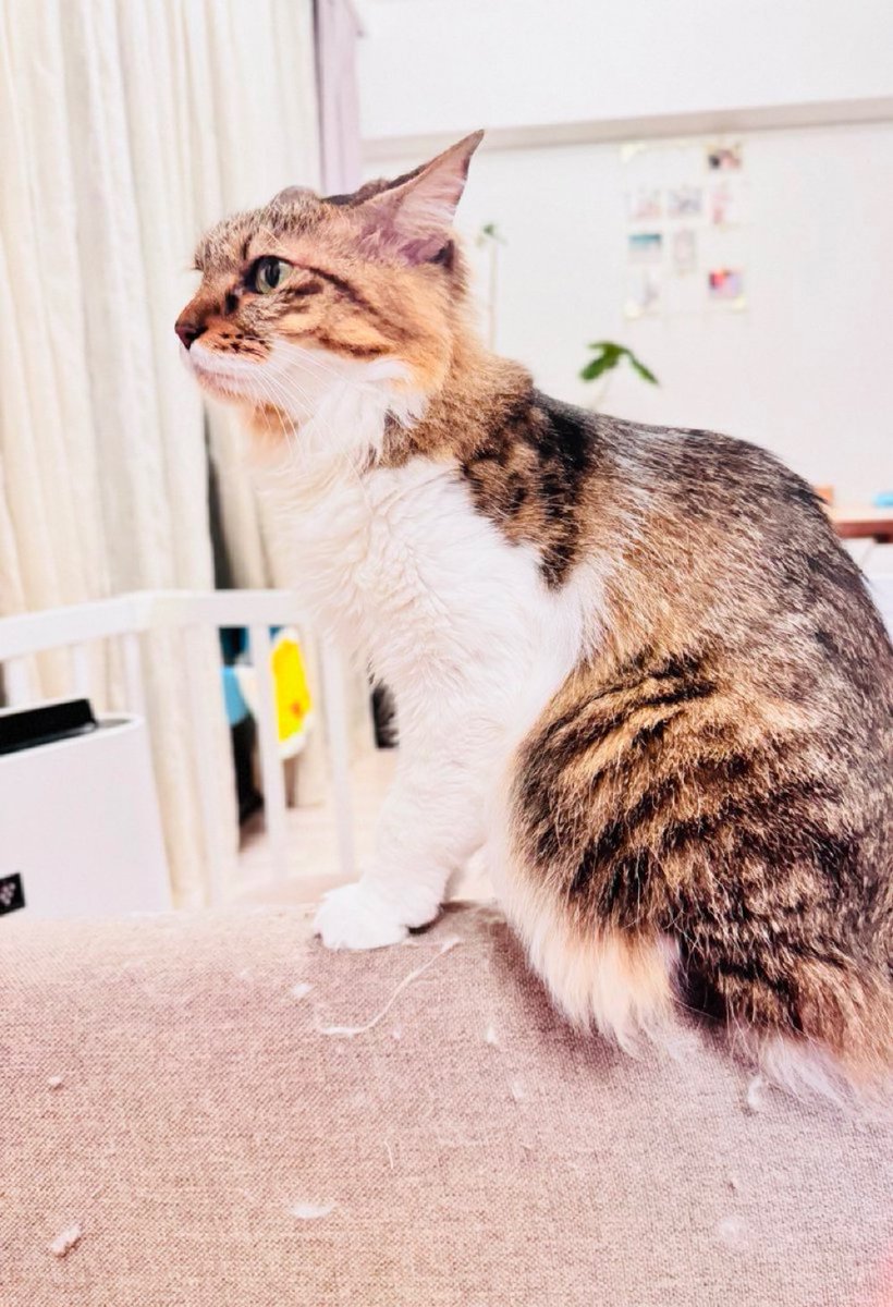 ココ＠長毛のキジトラ (@coconeko0320) / Posts and Replies / X