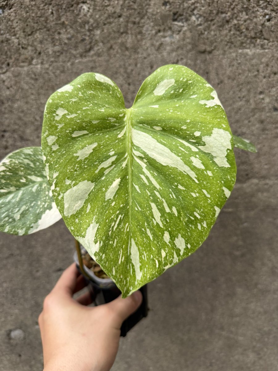 ぽん（acu's forest） (@acupom219) / Posts / X