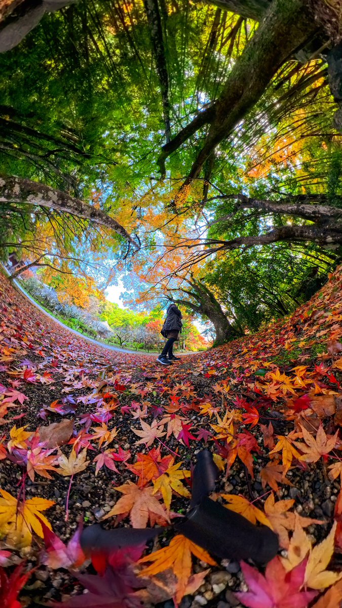 _lori_360_'s tweet image. Surrounded by the magic of autumn.🍂🍁🍂🍁✨

#insta360 #fallcolors
@panophotos
@insta360 @insta360_Jp
