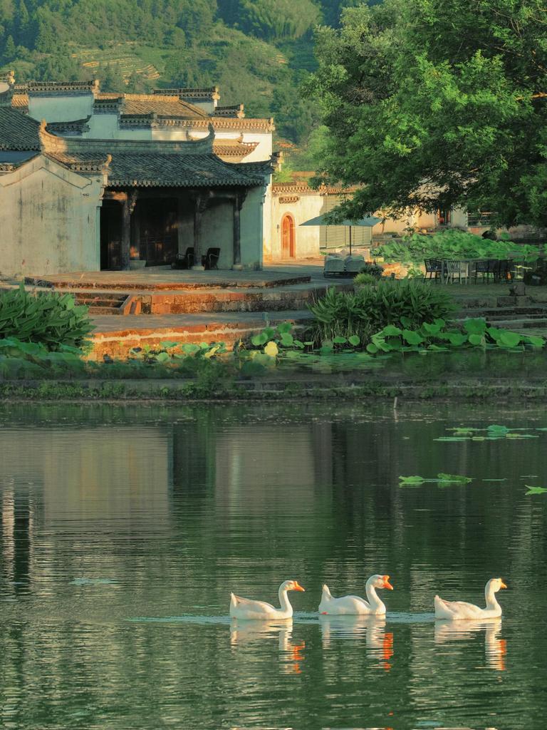 花间晚风 tweet media