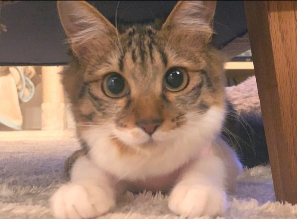 ココ@長毛のキジトラ (@coconeko0320) / Posts and Replies / X ココ@長毛のキジトラ (@coconeko0320) / Posts and Replies / X