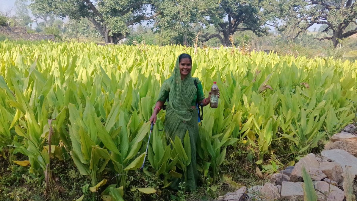 Across Udaipur, 8 Bio-Resource Centres are empowering women farmers to lead a natural farming revolution. Implemented by Manjari Foundation and supported by Ashraya Hastha Trust (<a href="/AshrayaHastha/">Ashraya Hastha Trust</a>) these centres are helping women prepare organic inputs, restore soil health, and