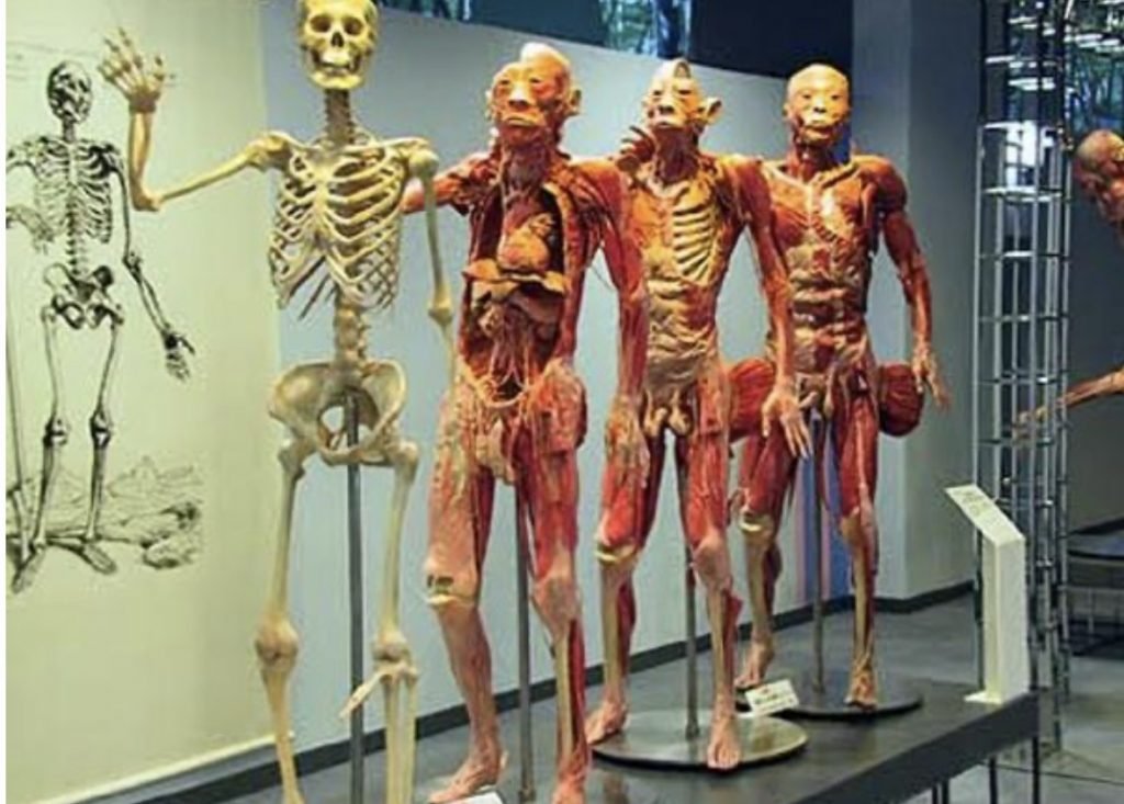 本物の人間を剥製にして展示する「人体の不思議展」というものがあっ