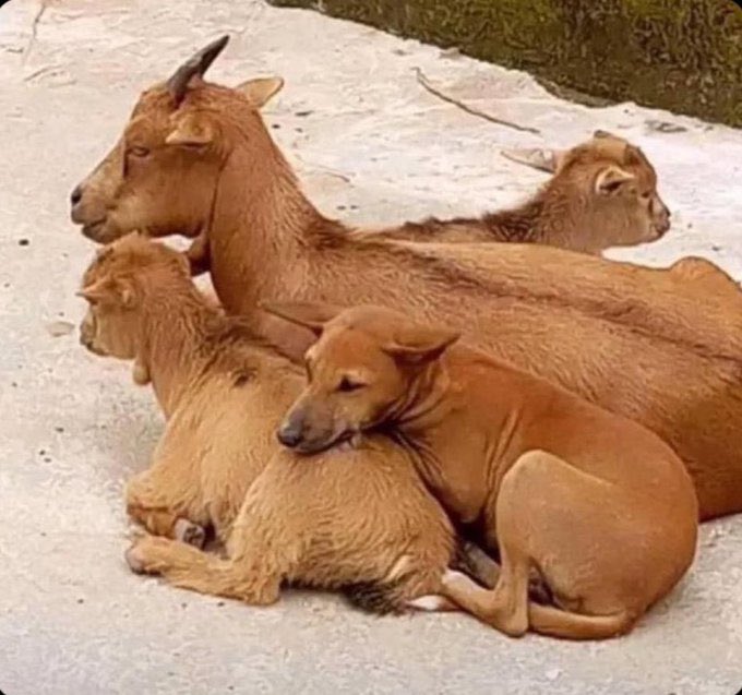 Kipsambu Tigentiony tweet media