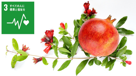 \ザクロ葉・枝由来成分「PGG」がトランスサイレチン由来アミロイド線維を分解/🍃📢

生命科学研究部(薬学系)の首藤准教授らのチームはザクロの葉・枝から得られる天然物PGGがATTRアミロイドーシスの原因となるTTRアミロイド線維を標的として分解することを見いだしました。

kumamoto-u.ac.jp/whatsnew/seime…