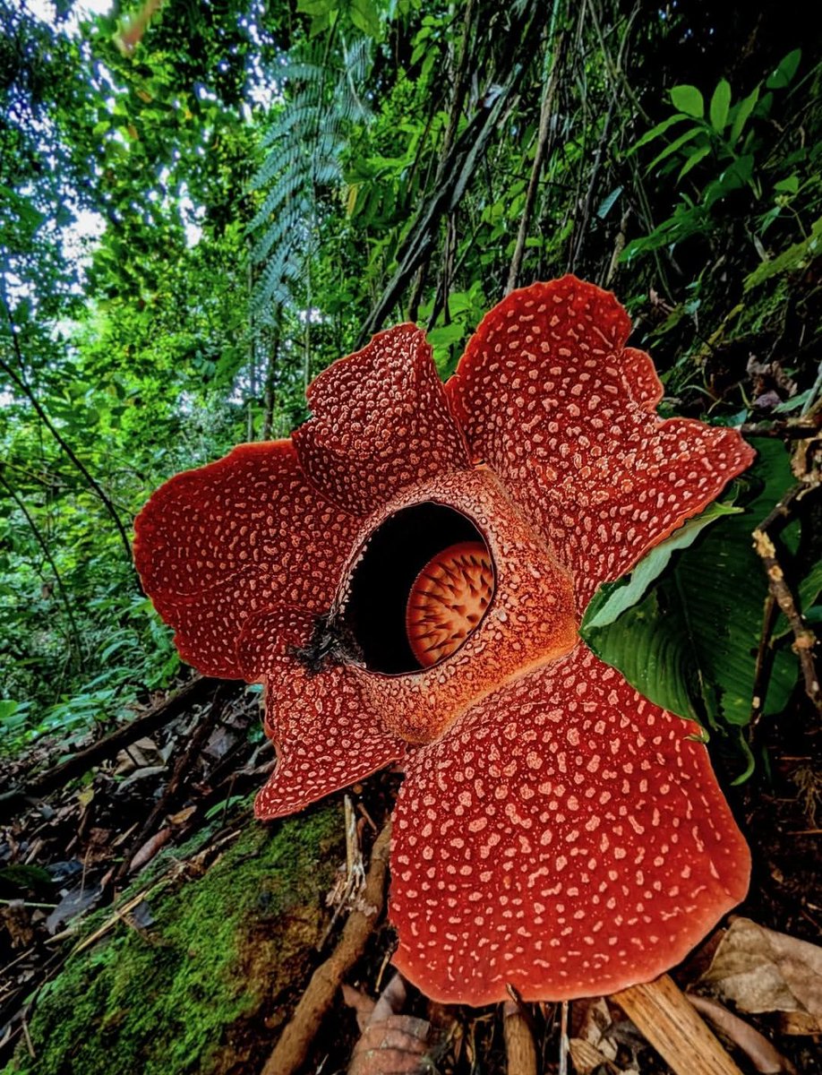 devaaaaang's tweet image. This is the largest flower on earth.

Rafflesia arnoldii, also known as the “corpse flower,”.