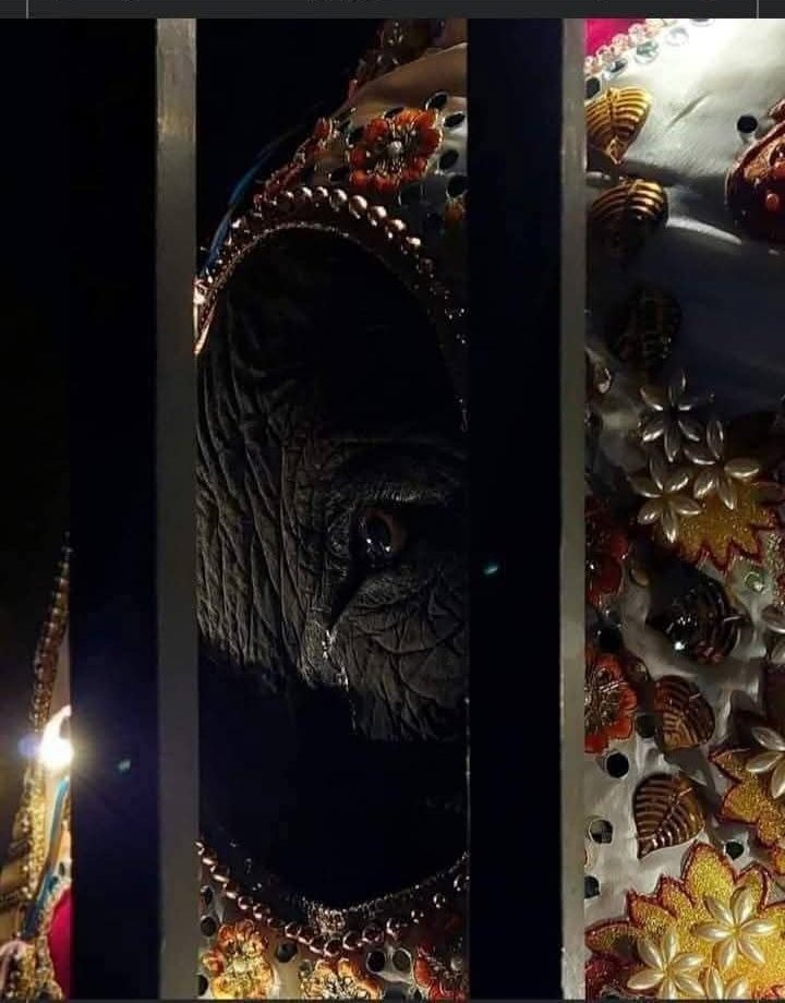 cpnnnni's tweet image. ขอให้บารมีเกิดกับพลายทั้ง2ด้วยเถิด
ไม่รู้จะขอจากผู้มีอำนาจได้ไหม ก็ต้องขอทางใจทางศรัทธาแล้ว
#ทวงคืนช้างไทย #พลายประตูผา #พลายศรีณรงค์