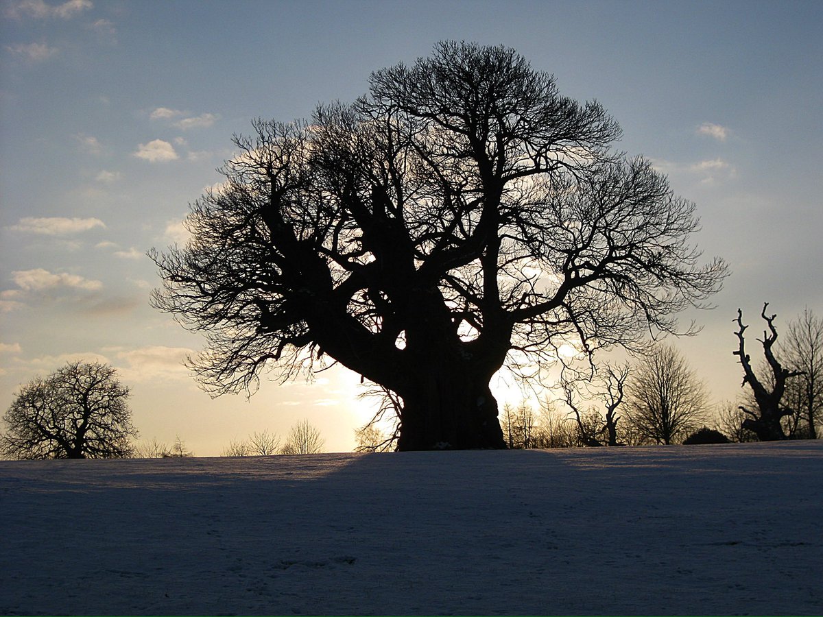 Sweet Chestnut in winter, Harlestone, Northamptonshire.