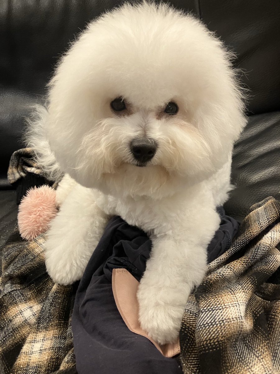 パウダーパフ育成中。将来
丸太みたいな太いアンヨにしよう。