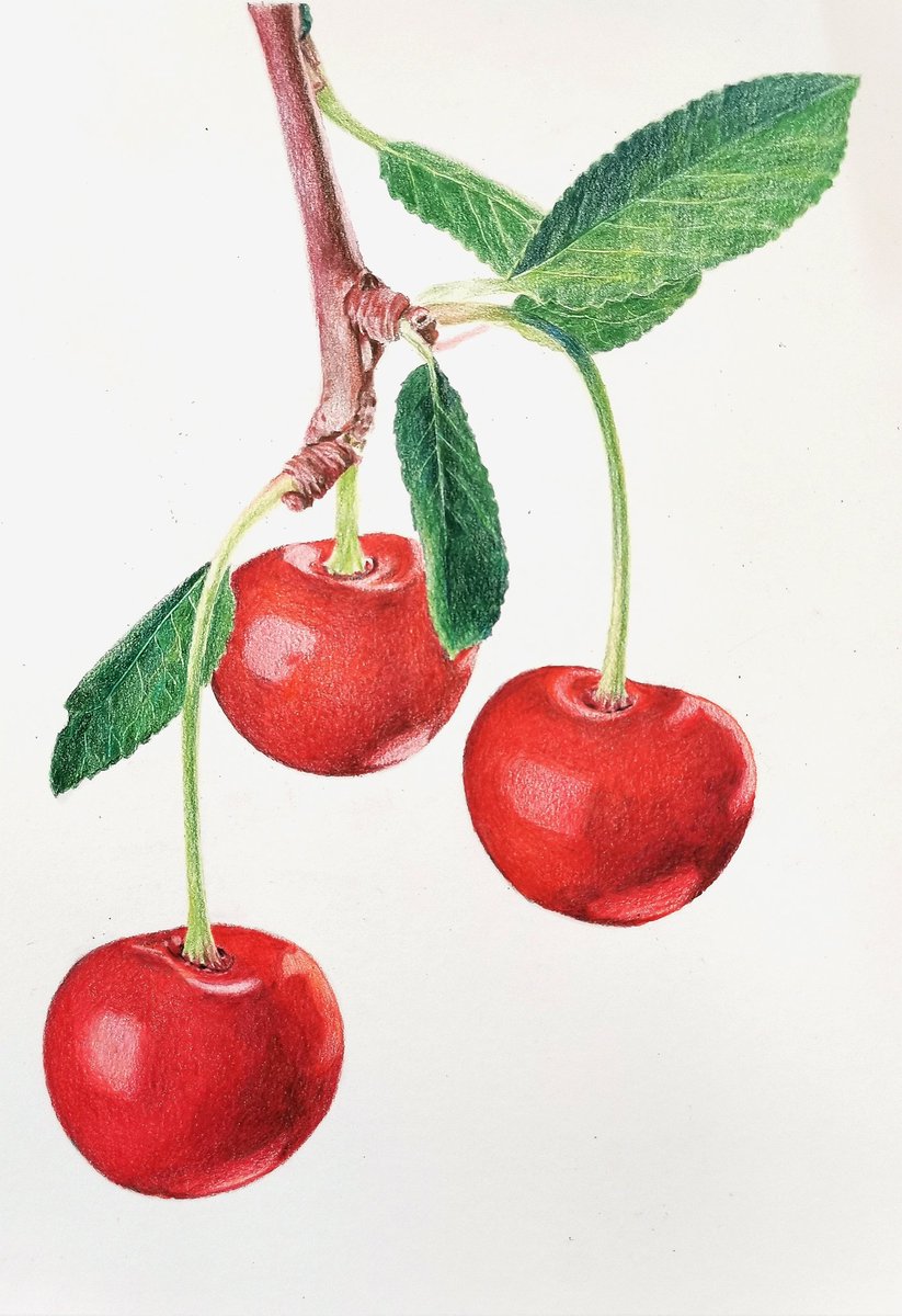 秋から色鉛筆教室のアシスタント講師をしています! 今回は、生徒さんが