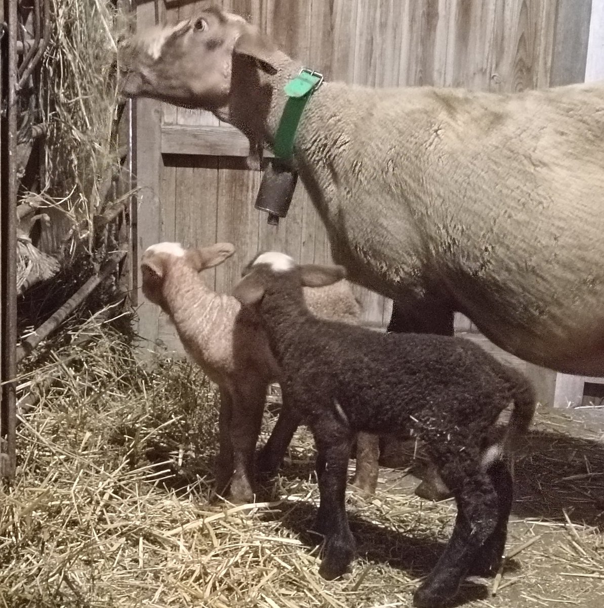 A fora tot és glaç, desolació i mort.
Mentrestant, a la jaça del pastor, tot és vida.
I és que és aquesta la meva obra i creació, l'orgull rural és això.
#Passió
#Compromís
#FeinaFeina 
#SempreHiSom
#SomPastorsVellaEscola
#LaGranXaiadaDeLhivernàs