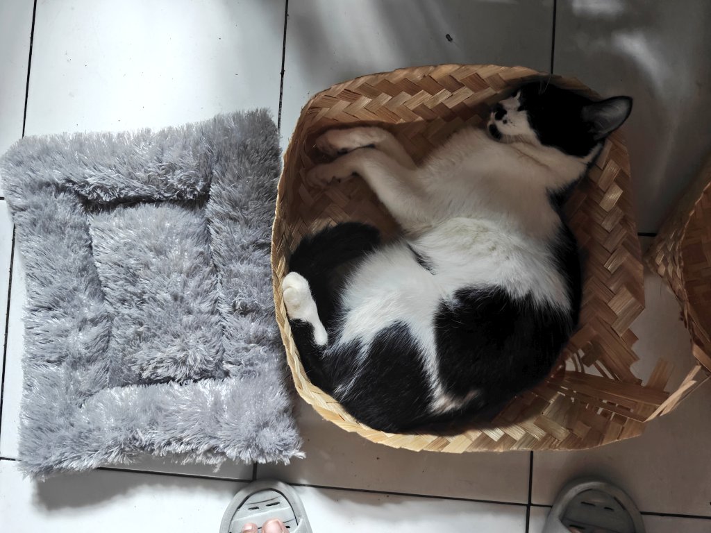 Cakep2 dibeliin bantalan bulu, eh malah tidur di besek