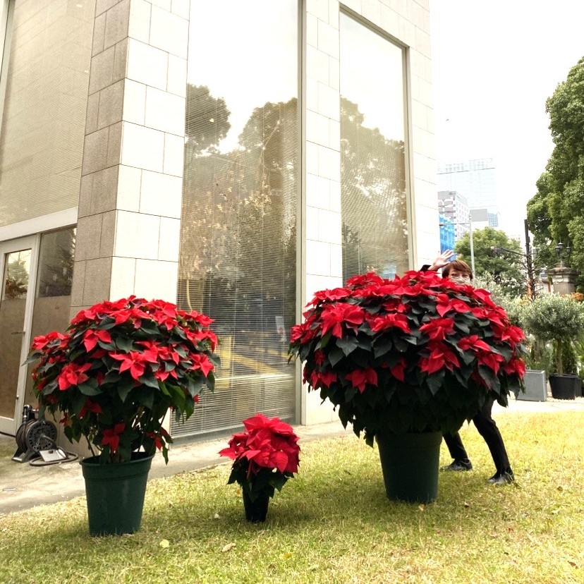 森のクリスマススワッグ　ポインセチア　特大 日比谷公園本店に、めちゃくちゃ大きなポインセチアが入荷しました