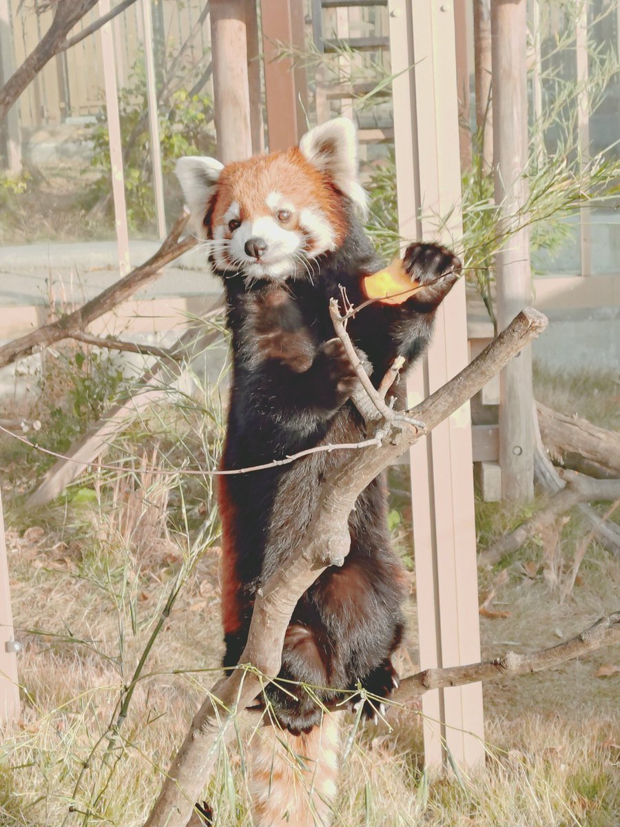 美味しいです  買うと幸せになるよ 柿美味しいよ！ って言ってそうなフランちゃん。 2025.11.27 #フラン