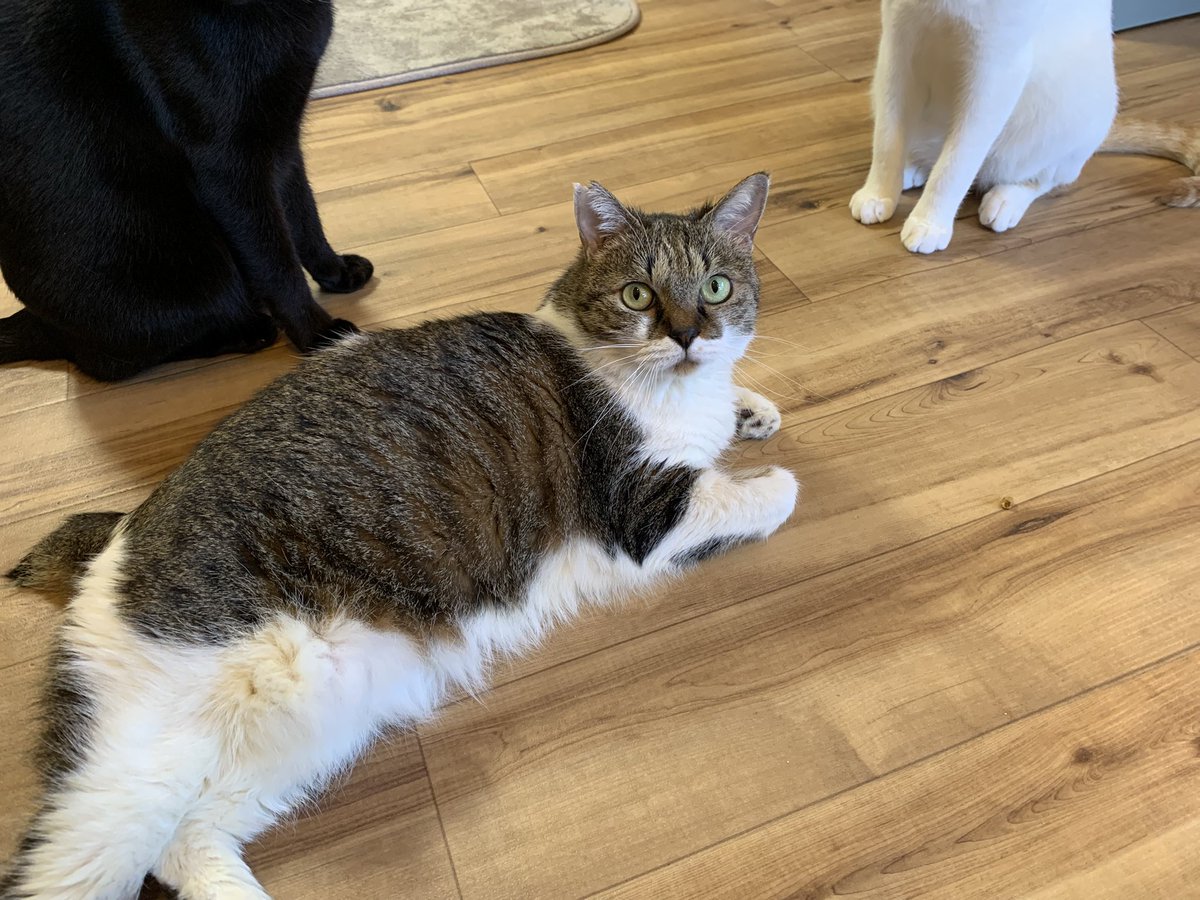 平日はのんびり営業中です🐾
ミカンちゃんはお気に入りの場所でゴロゴロ中ですよ😴
当日予約も大丈夫です🙆‍♀️
予約のお電話お待ちしてます☎️