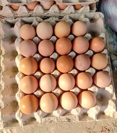 यूपी –
मुरादाबाद में फूड सेफ्टी विभाग ने अंडा गोदाम पर छापा मारा। यहां कलर से सफेद अंडों को रंगकर उन्हें देसी अंडा बनाया जा रहा था। रंगे हुए 45 हजार अंडे मिले हैं। गोदाम सीज किया गया।

सर्दी के सीजन में देसी अंडा खाने वाले जरूर ध्यान दें...