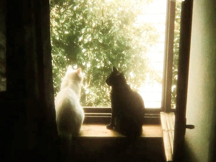 GaiaSerenity's tweet image. 