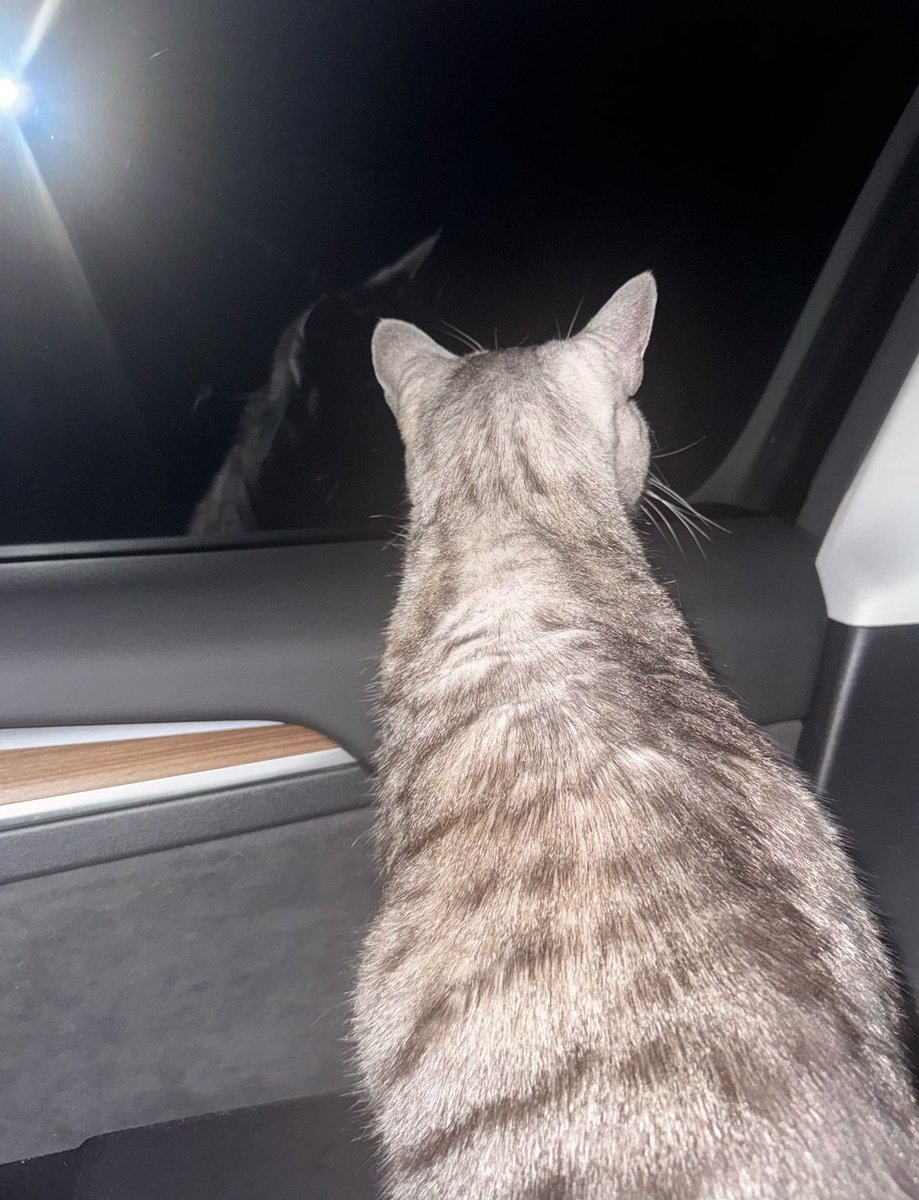 Thanksgiving road trip with Cheese Curd ❤️ 🐱