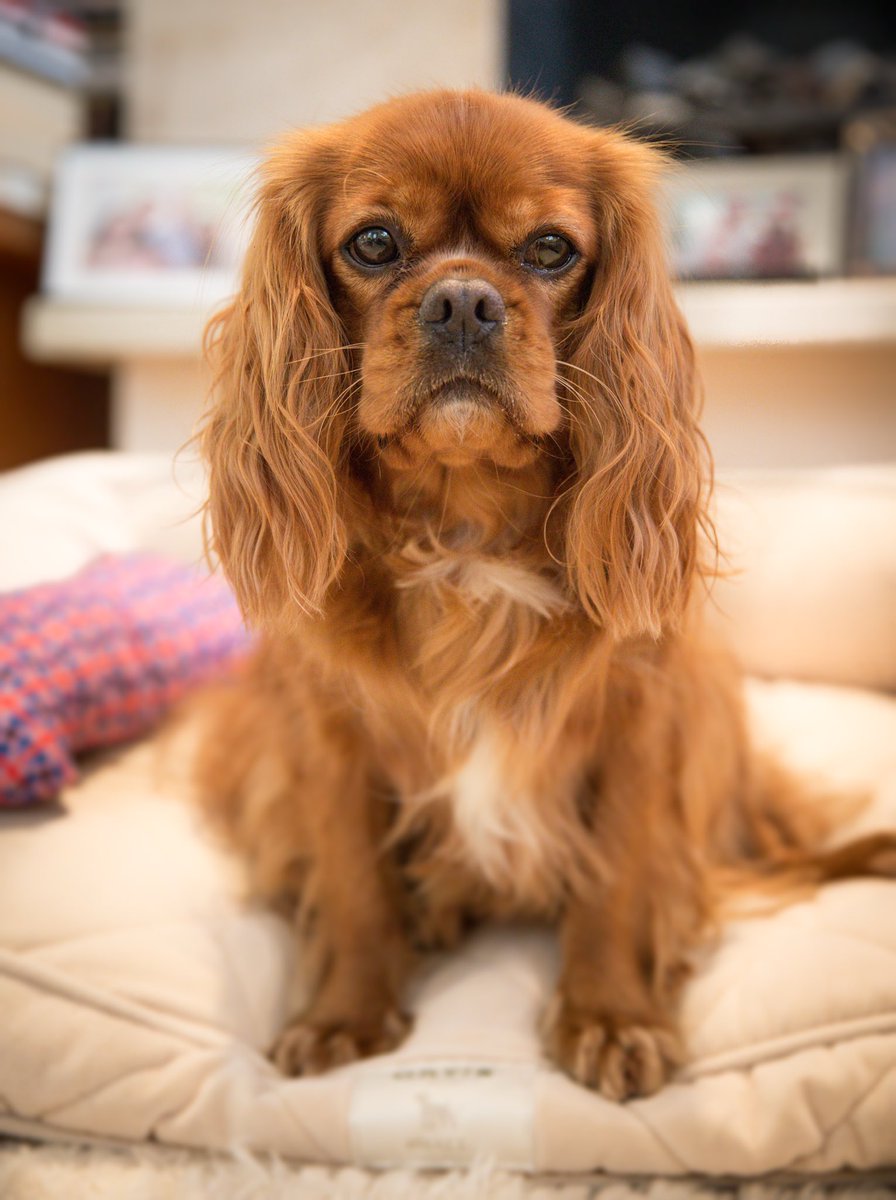 TonyParsonsUK's tweet photo. Our boy. Born 14 years ago on this day and in my thoughts every single day. What a great dog you were, Stan. You will never be forgotten. Photo by ⁦@AndyBiggar⁩ The Dog Photographer https://t.co/QRHlUbOAZ2