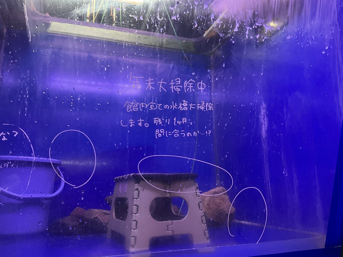 ＼急げ飼育員！！／
ただいま順番に水槽を大掃除しています。今年も残り1ヶ月…間に合うかなぁ…
※水槽の落水掃除に伴い、展示していない生き物がいます。ご了承ください。