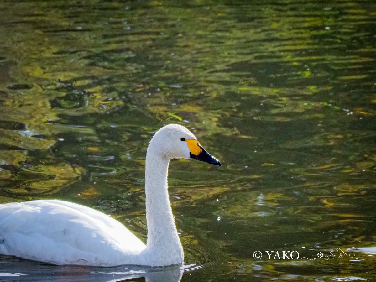 白鳥かなえ① 白鳥の湖ならぬ、白鳥の川𓂃◌𓈒𓐍 。 なかなか離れていて撮るのは