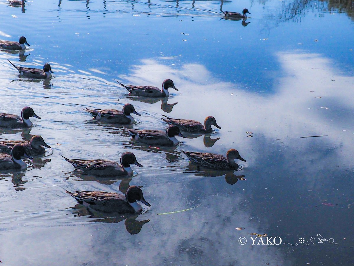 白鳥の湖ならぬ、白鳥の川𓂃◌𓈒𓐍 。 なかなか離れていて撮るのは