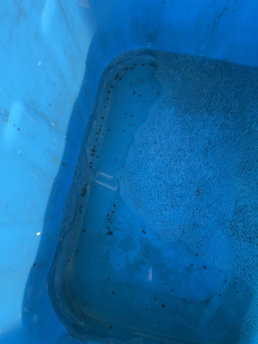 猪鹿解体のライフハック①
猪などを獲ってすぐに解体しないで数日吊るして保管する場合は下に大きなタライを置いて洗剤を入れた水を貼っておくと良い。体温が下がった猪からはダニが次の宿主を探して落ちてくるから落ちたダニはこの水に沈む。水だけだと浮くけど洗剤入れると溺れます。