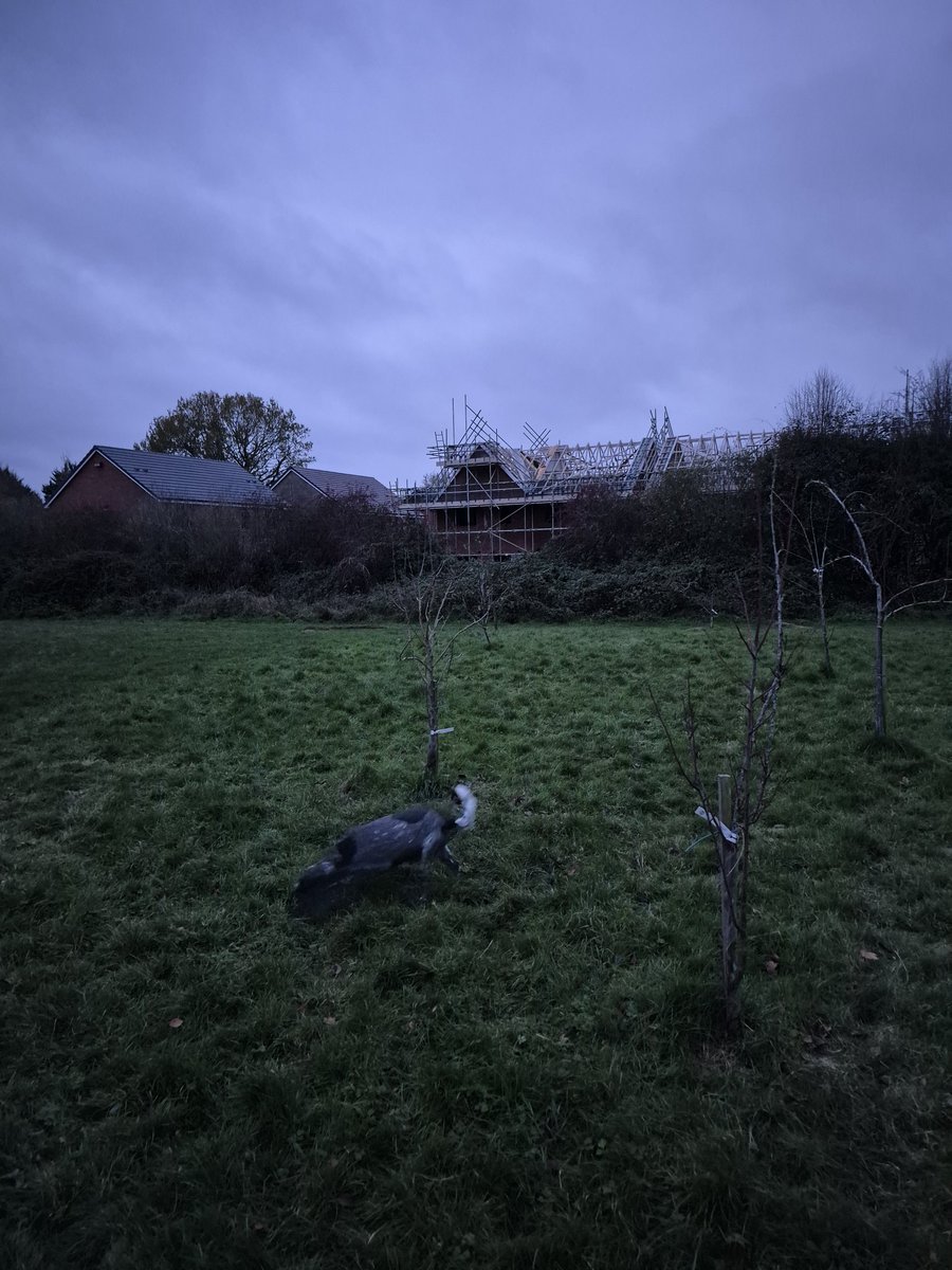 Acallingham76's tweet photo. Morning dog walk https://t.co/1roWbxM7xV