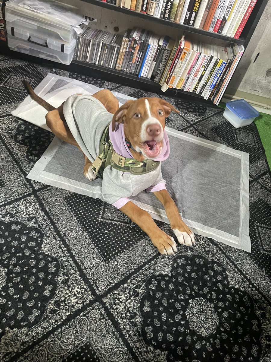 ついに完成しました
極上のブツ第二弾　第三弾

写真はいつもお世話になってる工場にいるメンマ君です

間に合えば着用した写真を明日にはあげたいと思います！

#TOKYO9G
#Almalibre