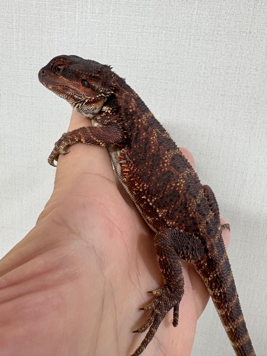 JCkGuyyLfx6b5Go's tweet image. 名付けて頂きました。有難き
お名前: シャッハ