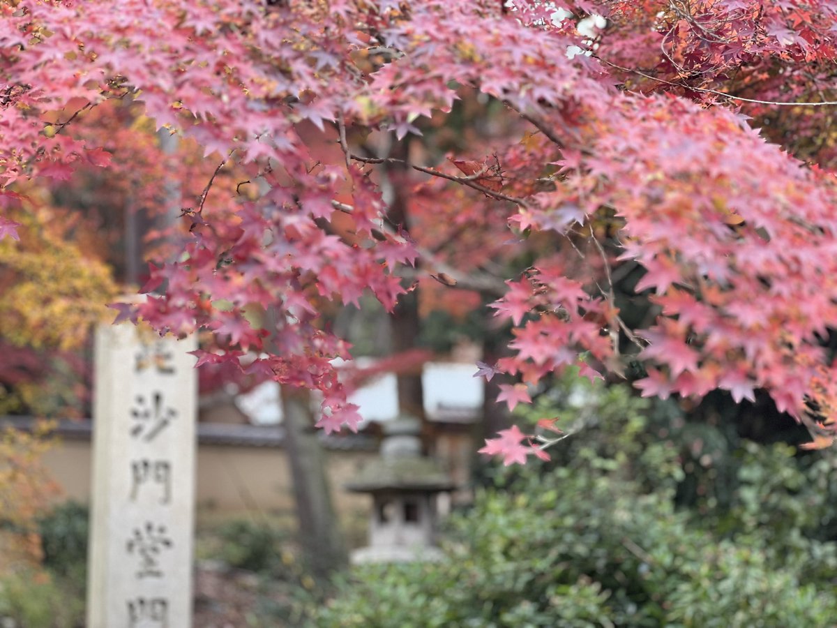 rigusatospoon's tweet photo. もみじ苔ぜんざい俺 https://t.co/8HjqOca4Ta