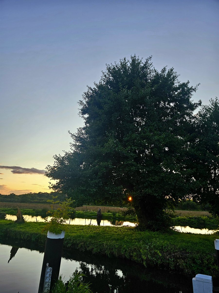 annaJones980's tweet image. Morning ✨️

 #TreeClub 🌳