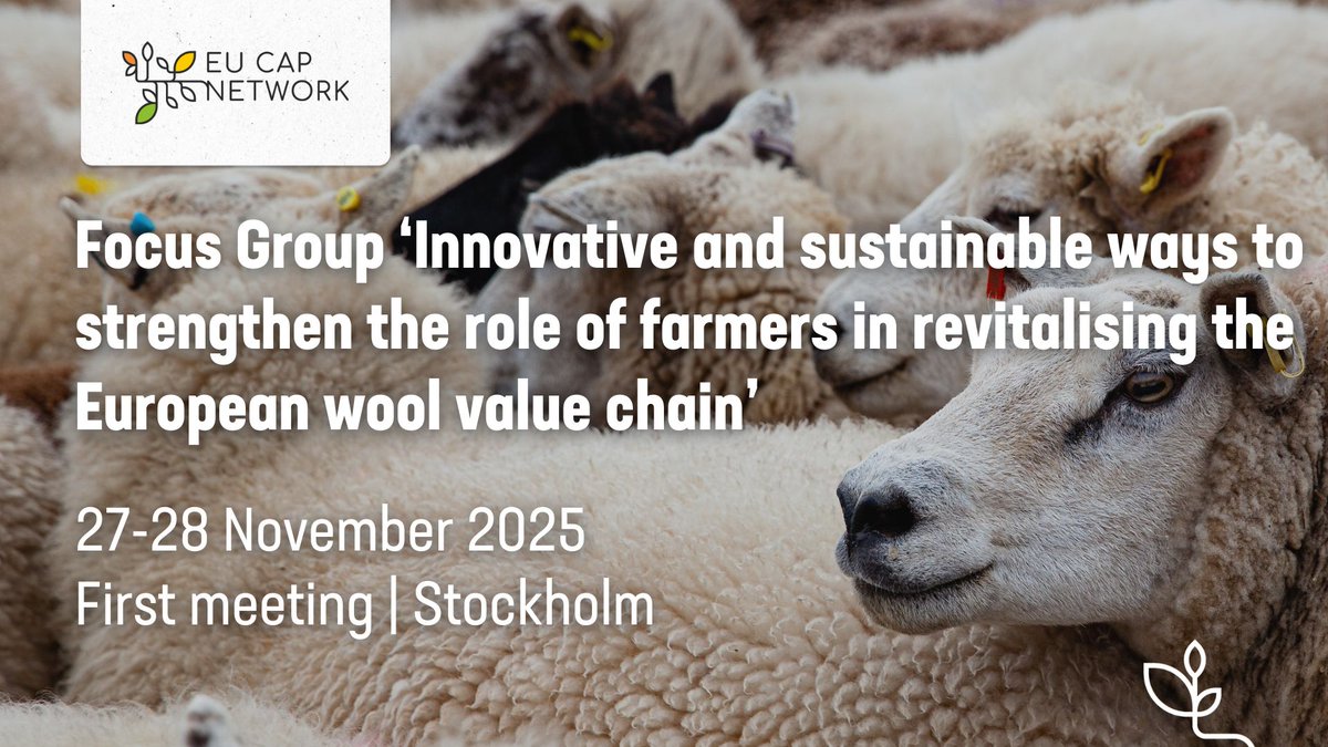 eucapnetwork's tweet photo. The 1st meeting of the #EUCAPNetwork Focus Group on farmers in the EU #wool value chain takes place today &amp; tomorrow in Stockholm, Sweden 🇸🇪

Follow us on LinkedIn for live updates: https://t.co/k83J6MeXqX

⌛ 27-28 November 2025
🐑 #FGwool
ℹ️ https://t.co/lJcQtHuVP7 https://t.co/EoZnxoJNJk